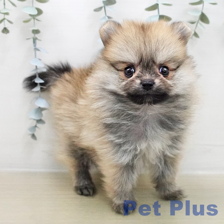 埼玉県のポメラニアン (ペットプラス 与野店/2025年12月9日生まれ/女の子/オレンジ)の子犬の2枚目の画像