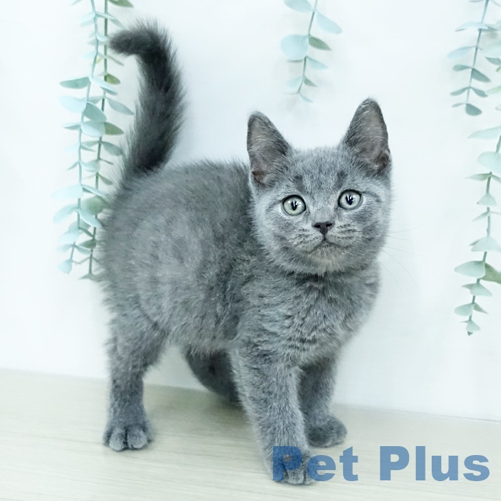 長野県のブリティッシュショートヘアー (ペットプラス 松本店/2025年11月26日生まれ/男の子/ブルー)の子猫の1枚目の画像