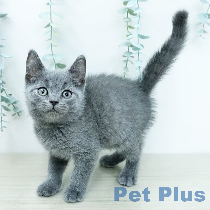 長野県のブリティッシュショートヘアー (ペットプラス 松本店/2025年11月26日生まれ/男の子/ブルー)の子猫の2枚目の画像