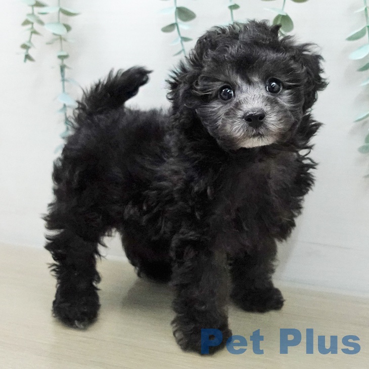 埼玉県のトイプードル(トイ) (ペットプラス ららぽーと富士見店/2025年12月10日生まれ/男の子/シルバー)の子犬