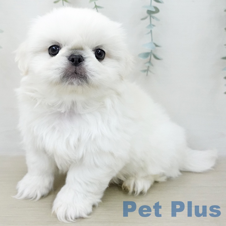 埼玉県のペキニーズ (ペットプラス ららぽーと富士見店/2025年12月10日生まれ/男の子/ホワイトクリーム)の子犬の2枚目の画像