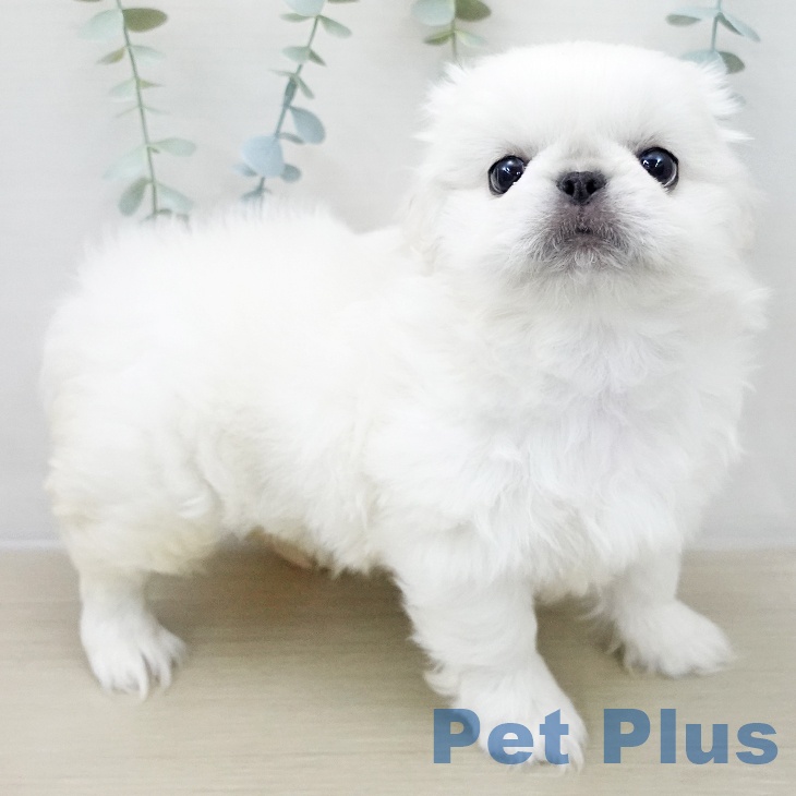 ペキニーズの写真2