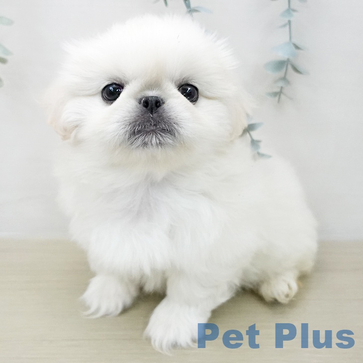 東京都のペキニーズ (ペットプラス アクアシティお台場店/2025年12月10日生まれ/女の子/ホワイトクリーム)の子犬の1枚目の画像