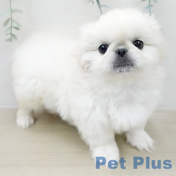 東京都のペキニーズ (ペットプラス アクアシティお台場店/2025年12月10日生まれ/女の子/ホワイトクリーム)の子犬の2枚目の画像