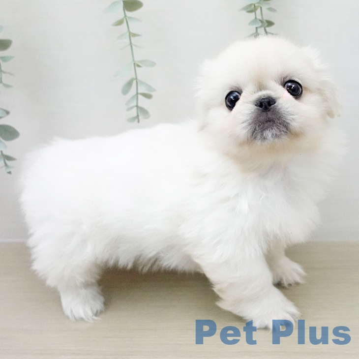 ペキニーズの写真2