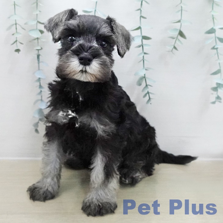 ミニチュア・シュナウザー