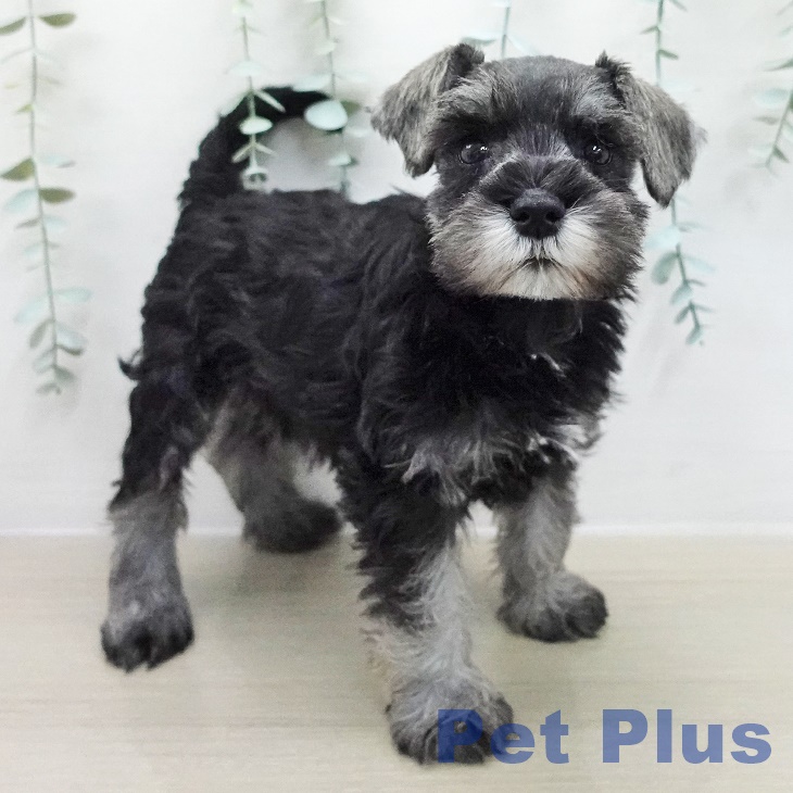 ミニチュア・シュナウザーの写真2