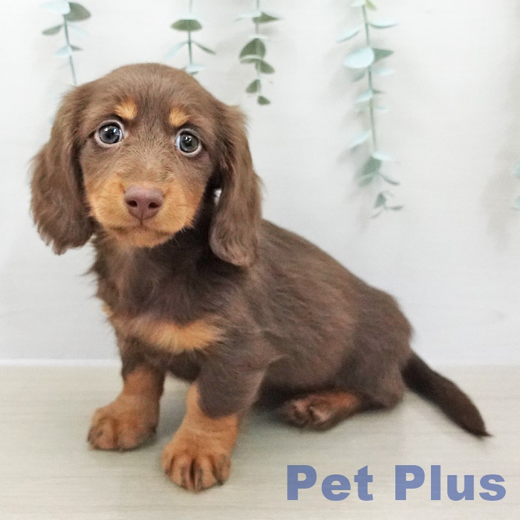 茨城県のミニチュアダックスフンド(ロング) (ペットプラス つくば店/2025年12月5日生まれ/男の子/チョコレートタン)の子犬の1枚目の画像