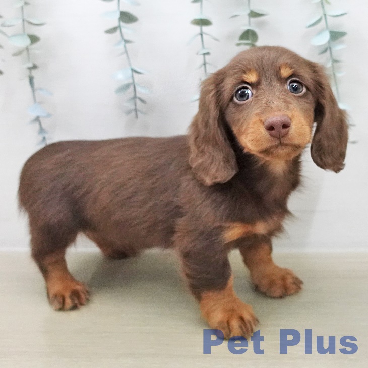 茨城県のミニチュアダックスフンド(ロング) (ペットプラス つくば店/2025年12月5日生まれ/男の子/チョコレートタン)の子犬の2枚目の画像