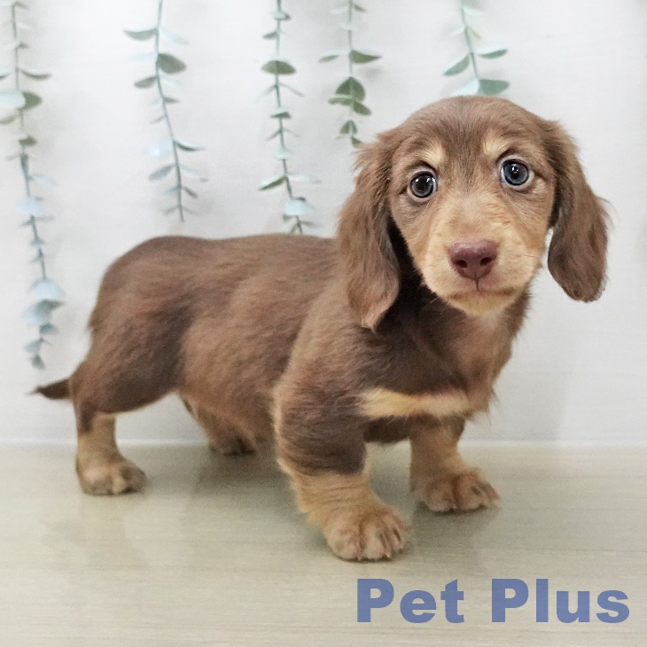 茨城県のミニチュアダックスフンド(ロング) (ペッツワン つくば店/2025年12月5日生まれ/男の子/チョコレートタン)の子犬の2枚目の画像