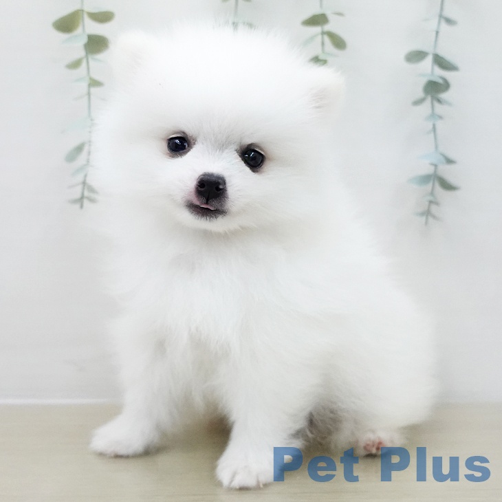 ポメラニアンの写真2