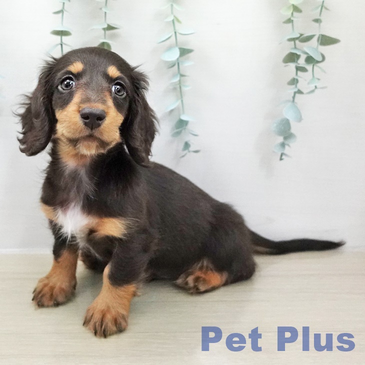 東京都のミニチュアダックスフンド(ロング) (ペッツワン 青梅インター店/2025年12月8日生まれ/男の子/チョコレートタン)の子犬の1枚目の画像