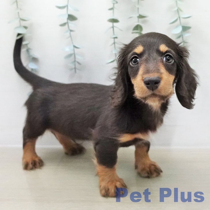東京都のミニチュアダックスフンド(ロング) (ペッツワン 青梅インター店/2025年12月8日生まれ/男の子/チョコレートタン)の子犬の2枚目の画像