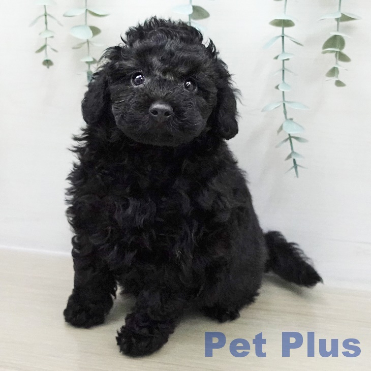 長野県のトイプードル(トイ) (ペットプラス 松本店/2025年12月10日生まれ/男の子/ブラック)の子犬の1枚目の画像