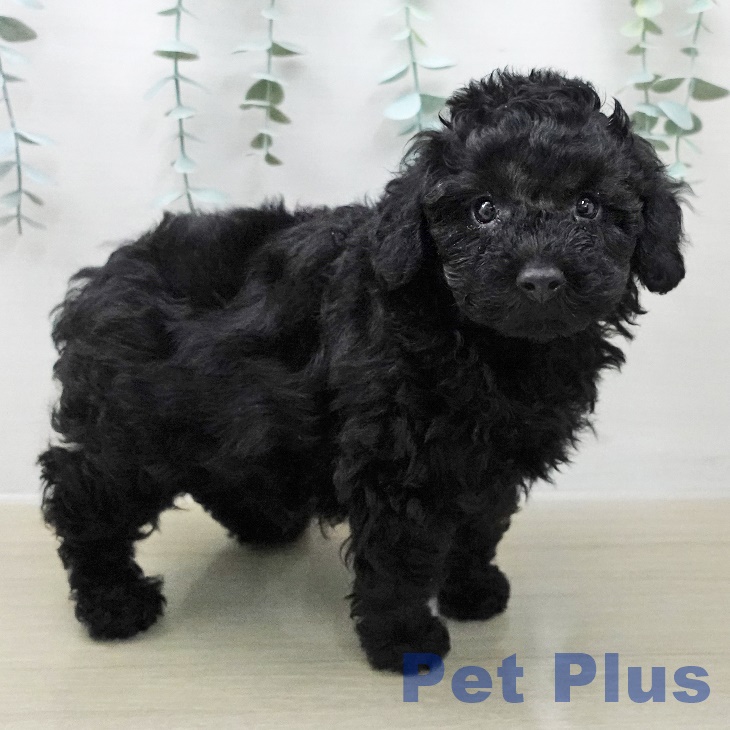 長野県のトイプードル(トイ) (ペットプラス 松本店/2025年12月10日生まれ/男の子/ブラック)の子犬の2枚目の画像