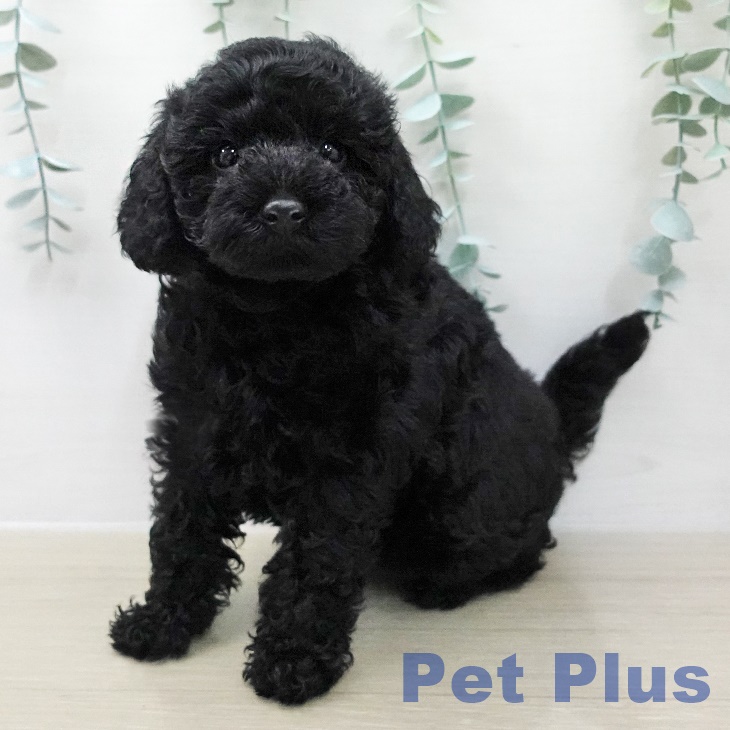 トイ・プードル