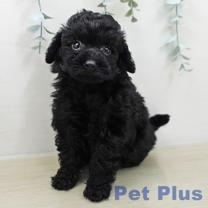 宮城県のトイプードル(トイ) (ペットプラス 仙台泉大沢店/2025年12月10日生まれ/女の子/ブラック)の子犬の1枚目の画像