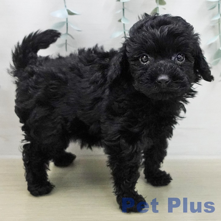 宮城県のトイプードル(トイ) (ペットプラス 仙台泉大沢店/2025年12月10日生まれ/女の子/ブラック)の子犬の2枚目の画像