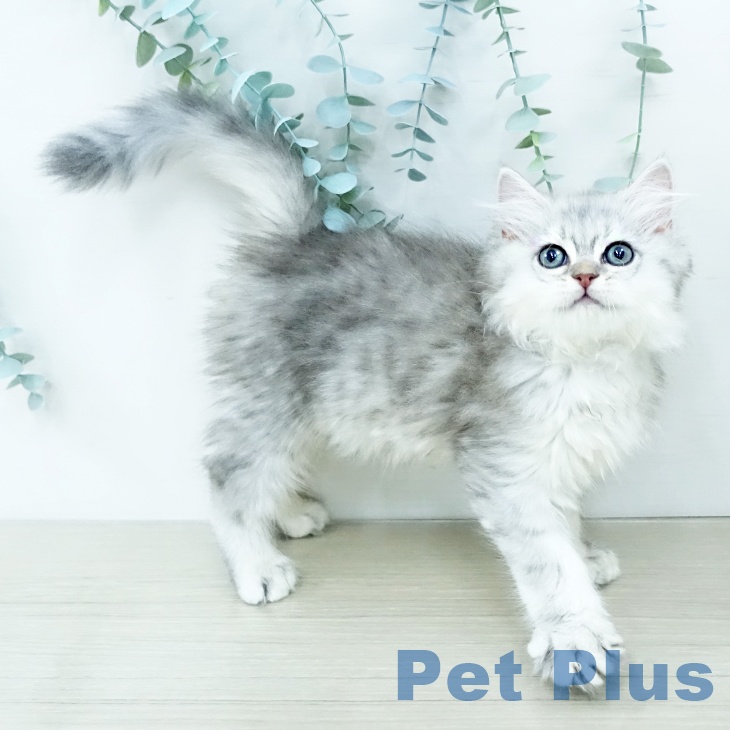 東京都のサイベリアン (ペットプラス 日の出店/2025年11月29日生まれ/男の子/シルバータビーホワイト)の子猫の2枚目の画像