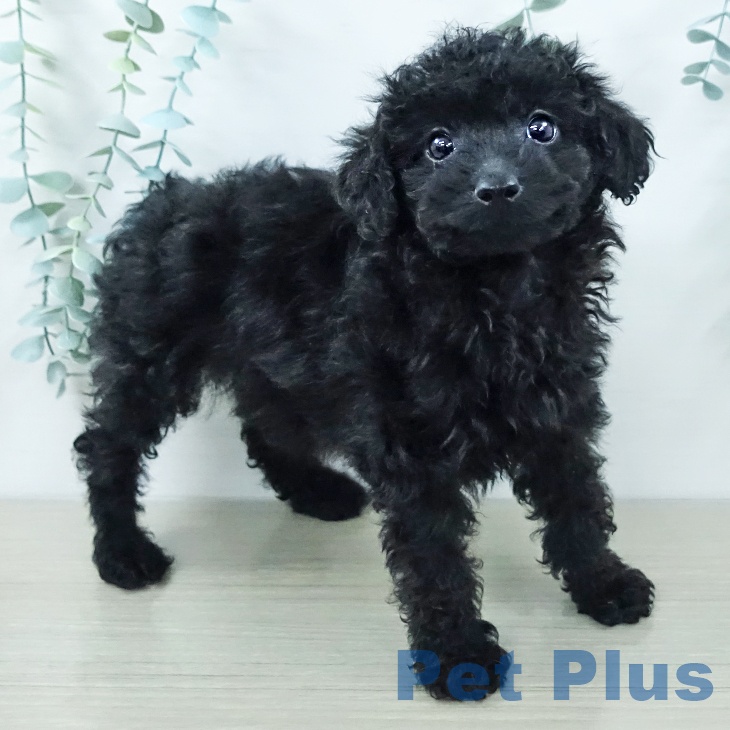 神奈川県のトイプードル(トイ) (ペットプラス 座間店/2025年12月5日生まれ/男の子/ブラック)の子犬の1枚目の画像