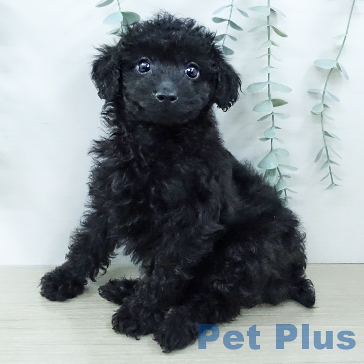 神奈川県のトイプードル(トイ) (ペットプラス 座間店/2025年12月5日生まれ/男の子/ブラック)の子犬の2枚目の画像