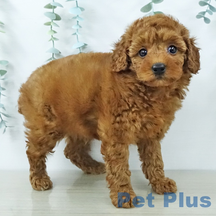 トイ・プードルの写真2