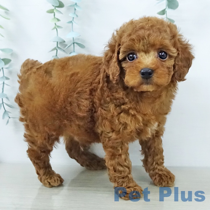 神奈川県のトイプードル(トイ) (ペットプラス 新百合丘店/2025年12月8日生まれ/男の子/レッド)の子犬の1枚目の画像