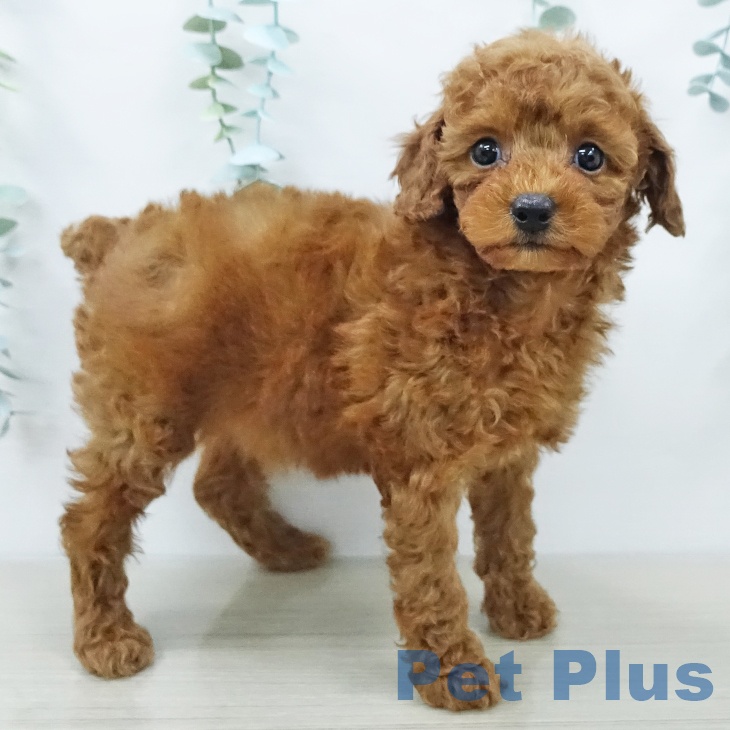 東京都のトイプードル(トイ) (ペットプラス 東久留米店/2025年12月8日生まれ/女の子/レッド)の子犬の1枚目の画像