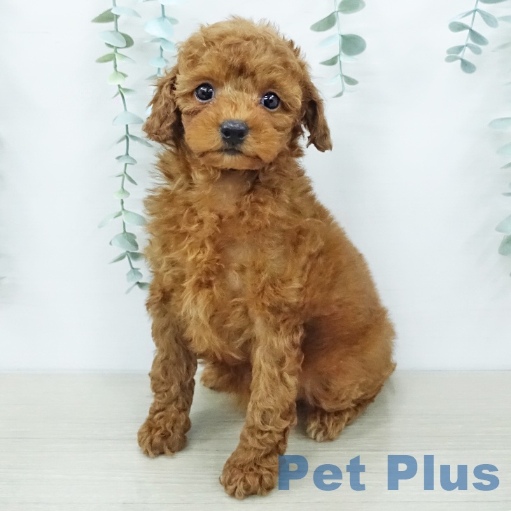 東京都のトイプードル(トイ) (ペットプラス 東久留米店/2025年12月8日生まれ/女の子/レッド)の子犬の2枚目の画像