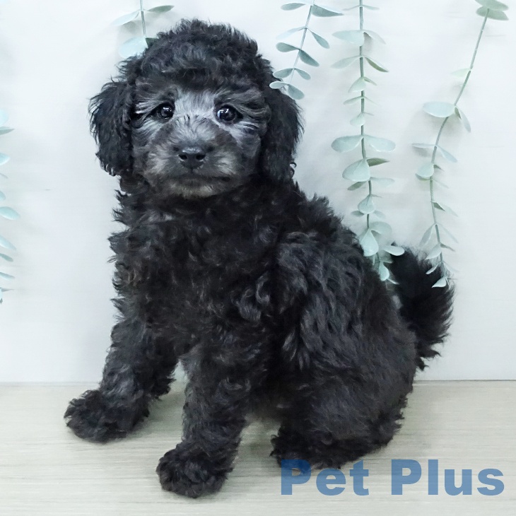 埼玉県のトイプードル(トイ) (ペットプラス 与野店/2025年12月6日生まれ/男の子/グレー)の子犬の1枚目の画像