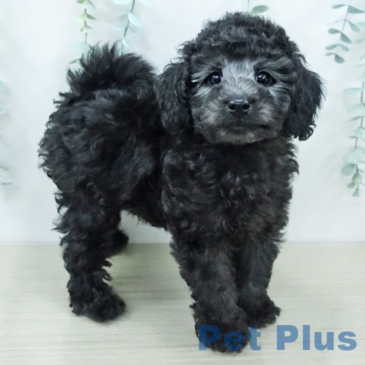 埼玉県のトイプードル(トイ) (ペットプラス 与野店/2025年12月6日生まれ/男の子/グレー)の子犬の2枚目の画像