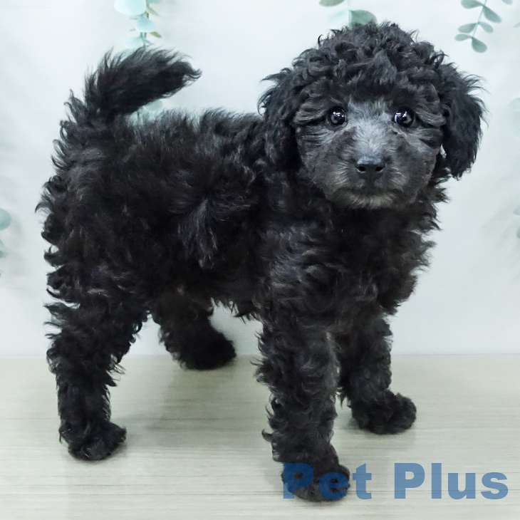 トイ・プードル