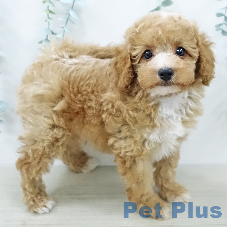 神奈川県のトイプードル(トイ) (ペットプラス 座間店/2025年12月7日生まれ/男の子/オレンジフォーン)の子犬の1枚目の画像