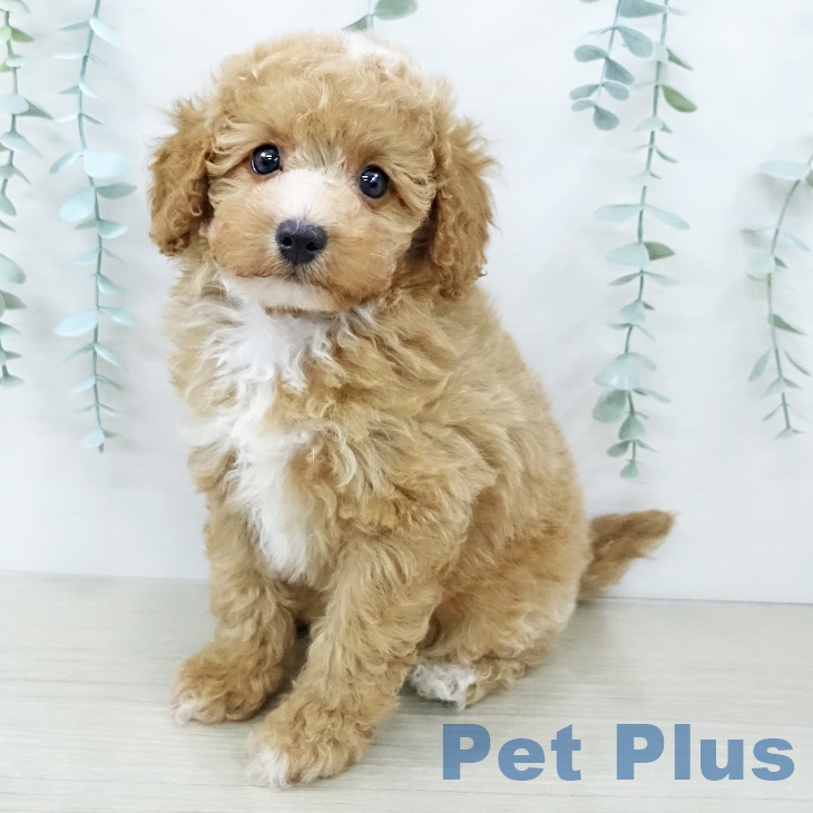 神奈川県のトイプードル(トイ) (ペットプラス 座間店/2025年12月7日生まれ/男の子/オレンジフォーン)の子犬の2枚目の画像