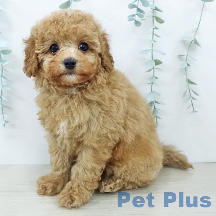 トイ・プードル