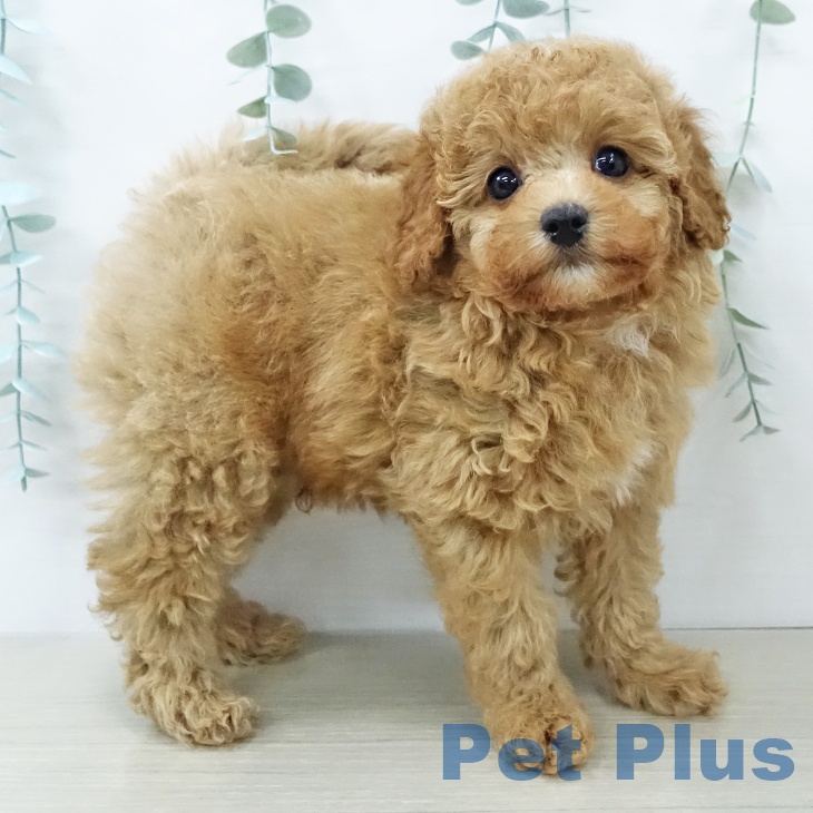 トイ・プードルの写真2