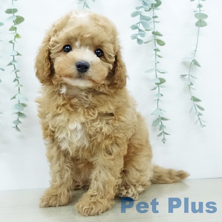 茨城県のトイプードル(トイ) (ペッツワン つくば店/2025年12月7日生まれ/女の子/オレンジフォーン)の子犬の1枚目の画像