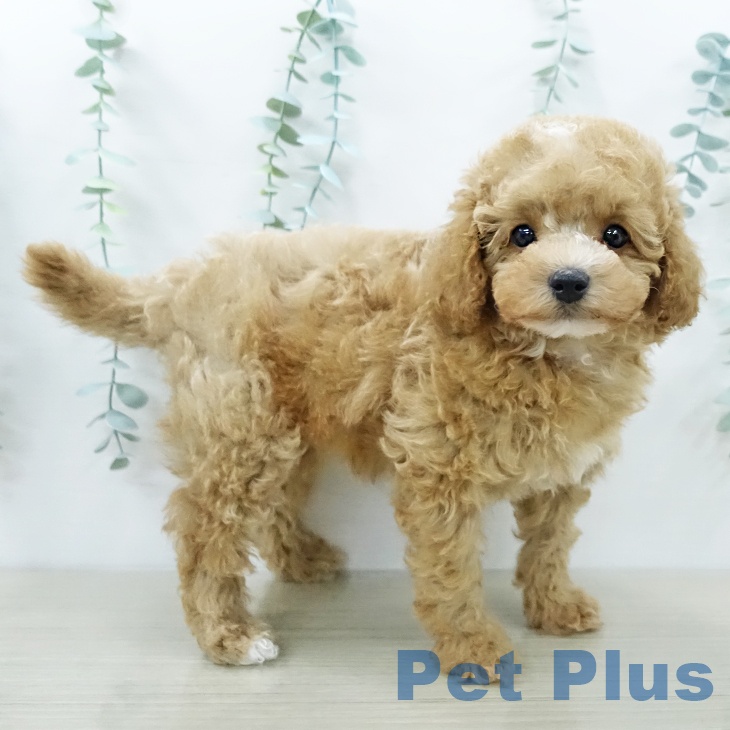 茨城県のトイプードル(トイ) (ペッツワン つくば店/2025年12月7日生まれ/女の子/オレンジフォーン)の子犬の2枚目の画像