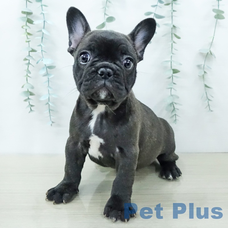 茨城県のフレンチブルドッグ (ペットプラス つくば店/2025年12月4日生まれ/男の子/ブリンドルホワイト)の子犬