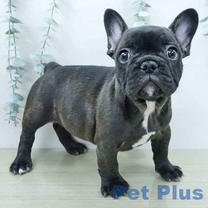 茨城県のフレンチブルドッグ (ペットプラス つくば店/2025年12月4日生まれ/男の子/ブリンドルホワイト)の子犬の2枚目の画像