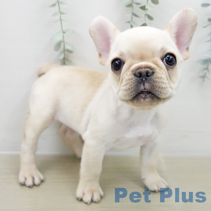 東京都のフレンチブルドッグ (ペットプラス アクアシティお台場店/2025年12月2日生まれ/女の子/クリーム)の子犬の1枚目の画像
