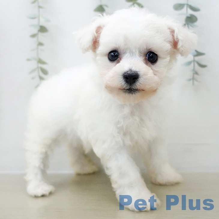 ビション・フリーゼの写真2