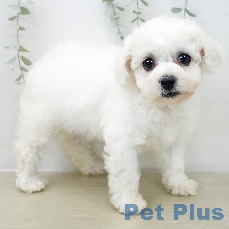 神奈川県のビションフリーゼ (ペッツワン 横須賀久里浜店/2025年12月9日生まれ/男の子/ホワイト)の子犬の2枚目の画像