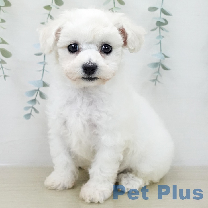 ビション・フリーゼの写真2