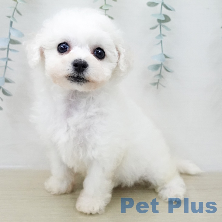 神奈川県のビションフリーゼ (ペットプラス テラスモール湘南店/2025年12月9日生まれ/女の子/ホワイト)の子犬の1枚目の画像