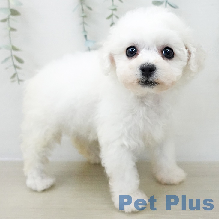 神奈川県のビションフリーゼ (ペットプラス テラスモール湘南店/2025年12月9日生まれ/女の子/ホワイト)の子犬の2枚目の画像
