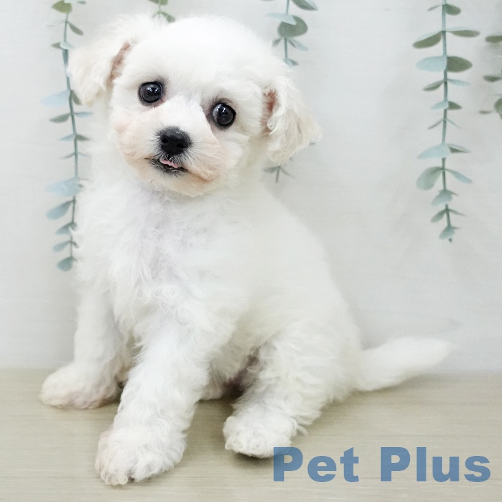 千葉県のビションフリーゼ (ペッツワン 千葉ニュータウン店/2025年12月9日生まれ/女の子/ホワイト)の子犬の1枚目の画像