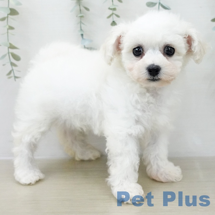 千葉県のビションフリーゼ (ペッツワン 千葉ニュータウン店/2025年12月9日生まれ/女の子/ホワイト)の子犬の2枚目の画像