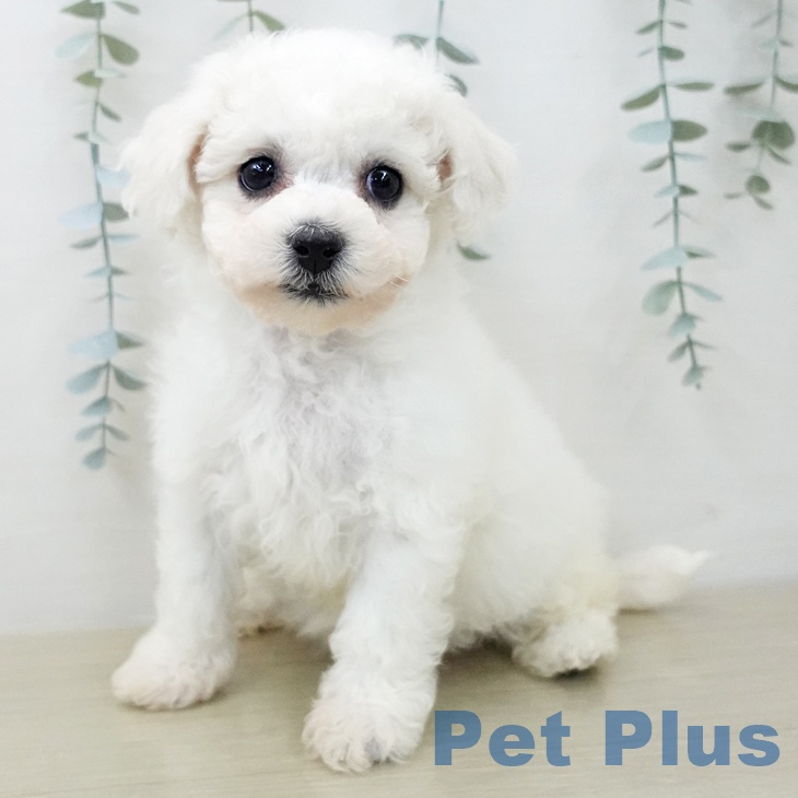 ビション・フリーゼ