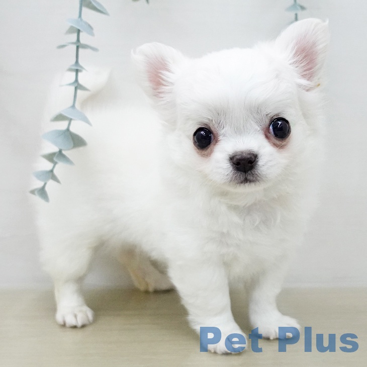 山梨県のチワワ(ロング) (ペットプラス 甲府昭和店/2025年12月7日生まれ/男の子/ホワイトクリーム)の子犬の2枚目の画像